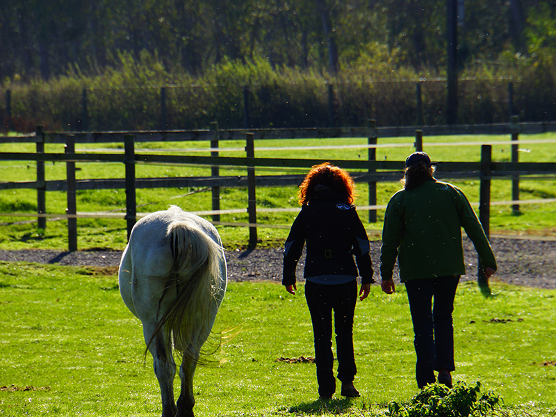 couple cheval